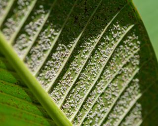 Close up of Pseudococcidae on green leaf