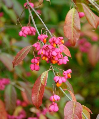 European spindle-tree (Euonymus europaeus 'Red Cascade')