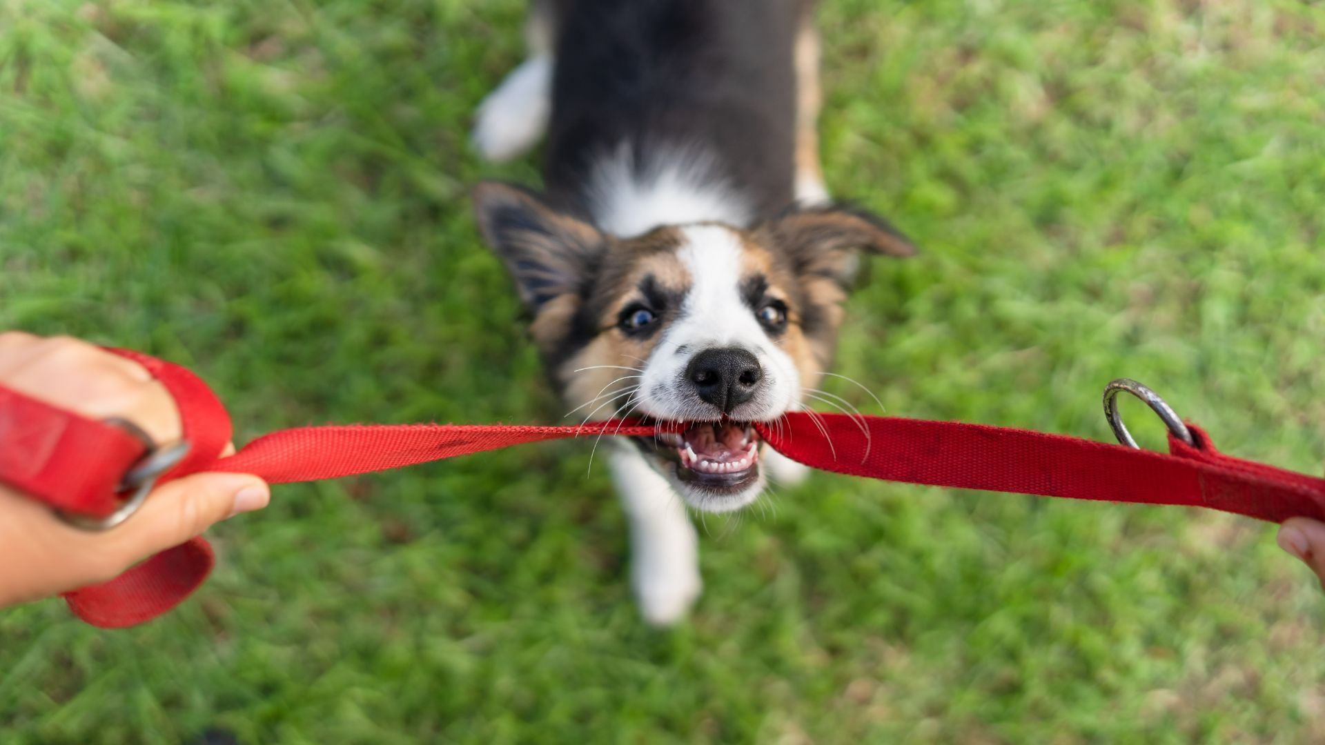Puppy chewing on leash