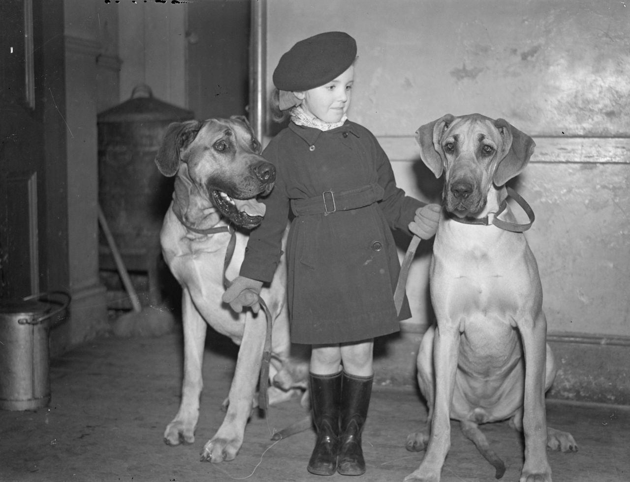 A young girl in a beret, coat, and wellington boots stands between two large Great Danes. One dog sits, the other stands, both towering over her yet appearing gentle. The scene is warm and endearing, highlighting their gentle nature.