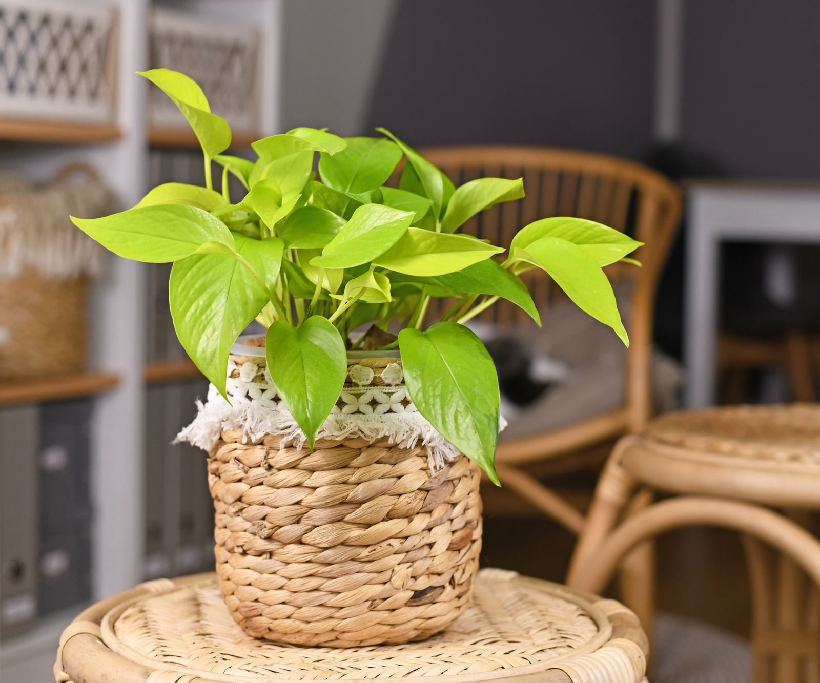 Photo inspiration: Fresh Look at Houseplants That Absorb Moisture 5 To Remove Dampness