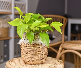 Neon pothos