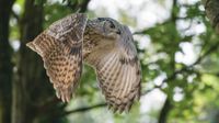Owl in flight
