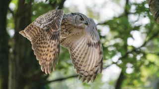 Owl in flight