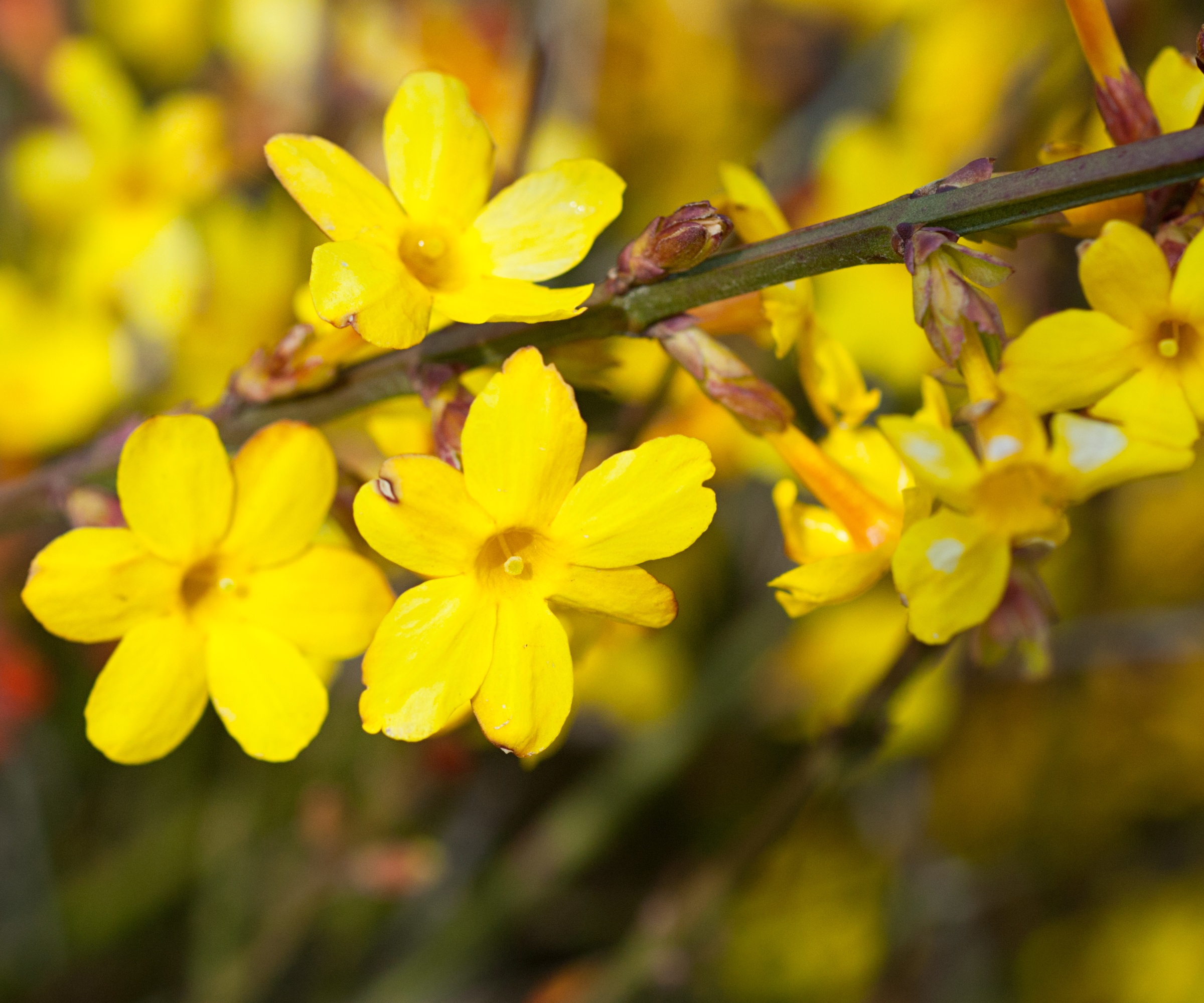 Yellow winter jasmine flowers