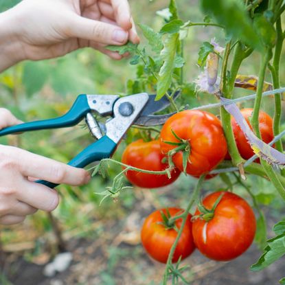 Removing tomato leaves