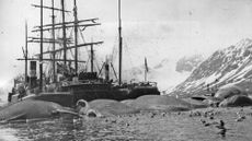 This 1905 photo shows a whaling ship surrounded by several dead whales in Spitsbergen, Norway.