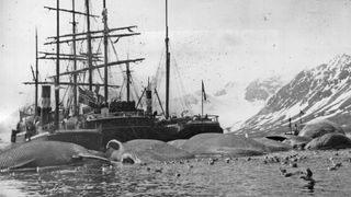 This 1905 photo shows a whaling ship surrounded by several dead whales in Spitsbergen, Norway.