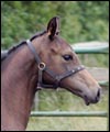 foalheadbdth.jpg