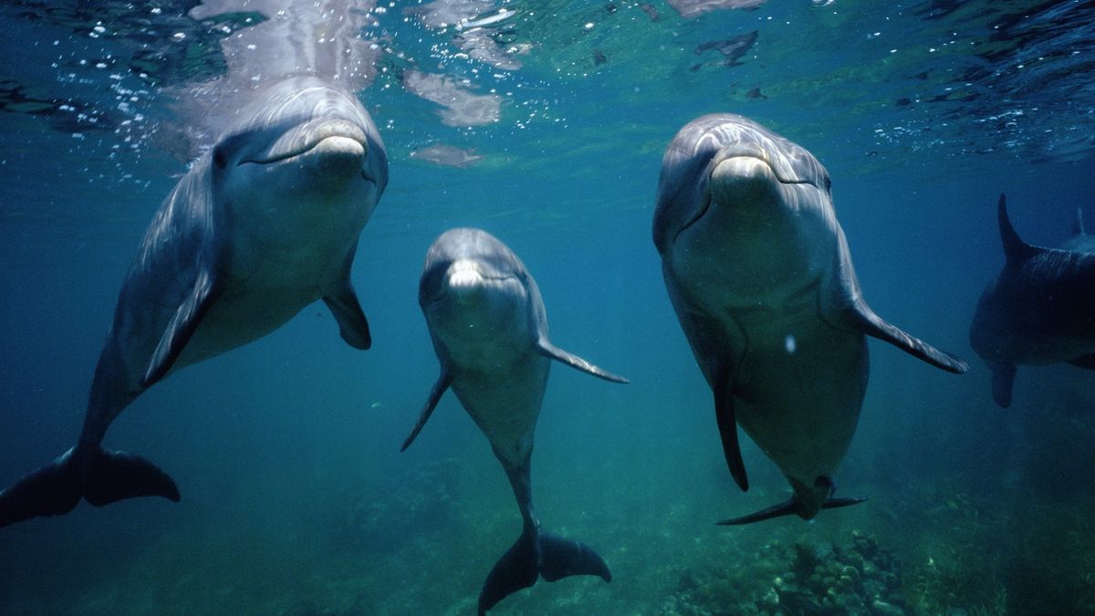 a group of dolphins looks at the camera