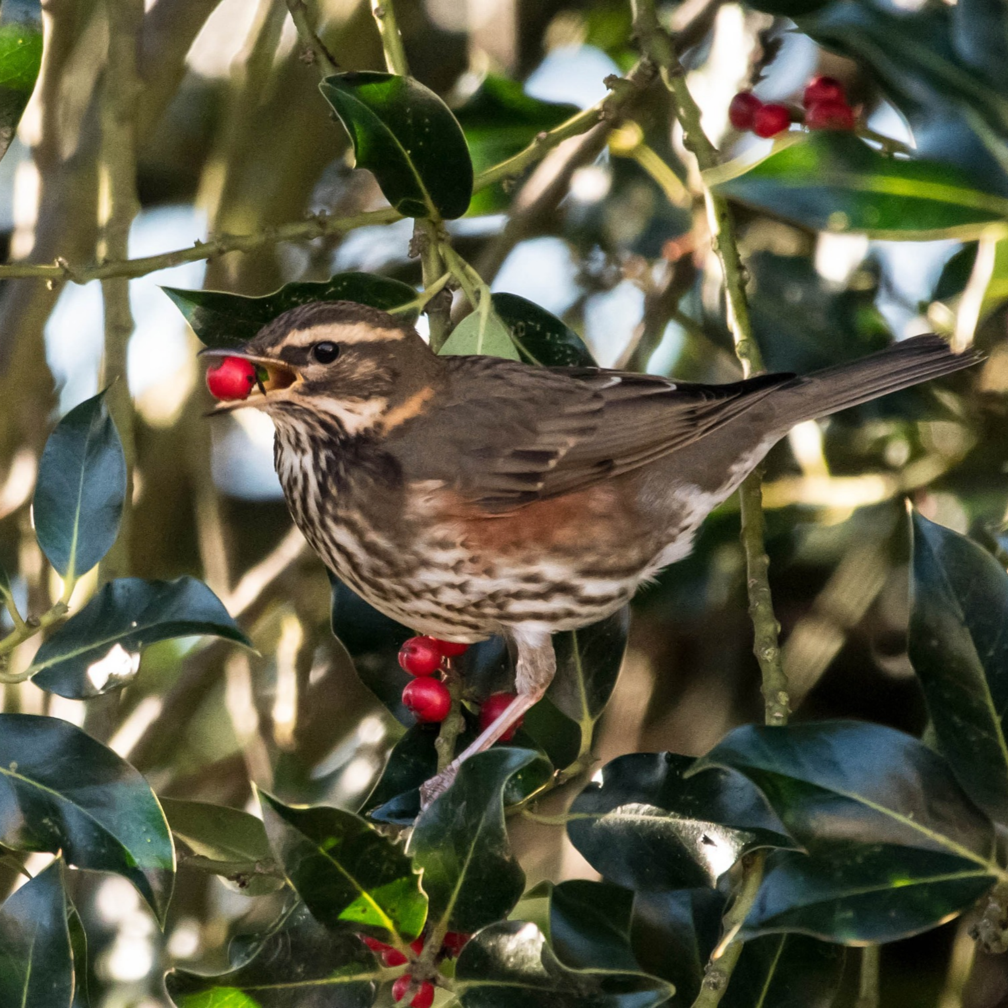 Redwing eating berries from holly bush.