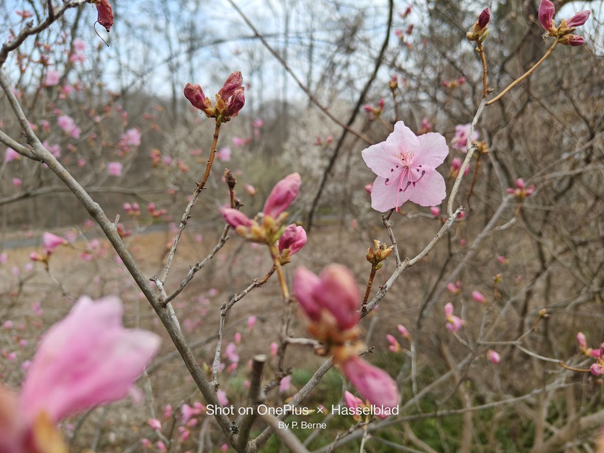 Pink blooms taken with best phone cameras and Nikon D750