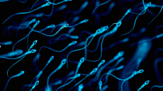 Human sperm, illustration.