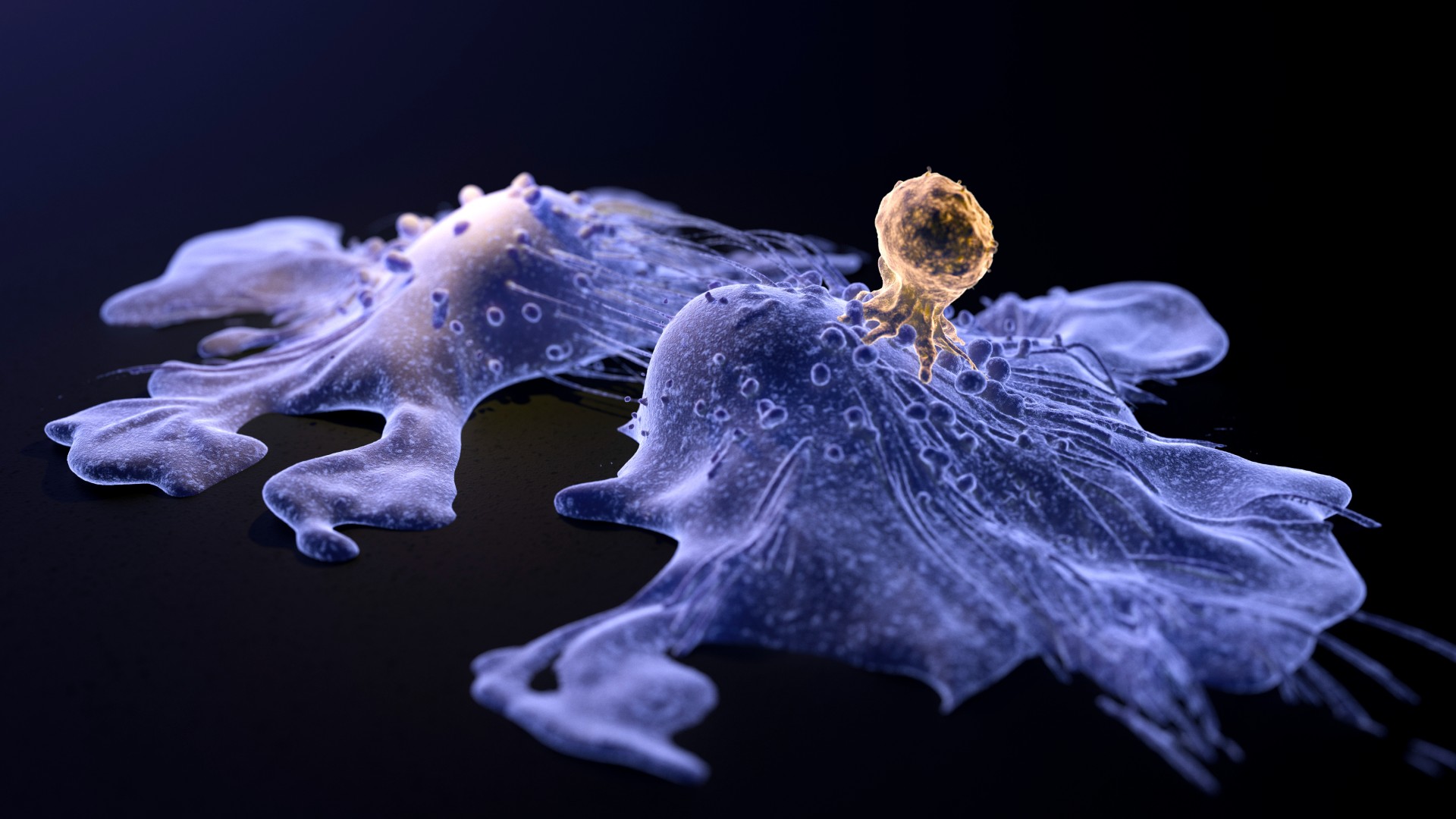 Medical illustration of two cancer cells in purple against a black background. One of the cancer cells (on the right) is being attacked by a T cell, in gold