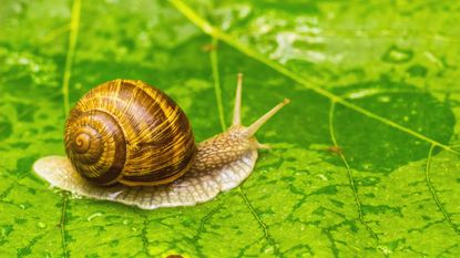 snail on leaf