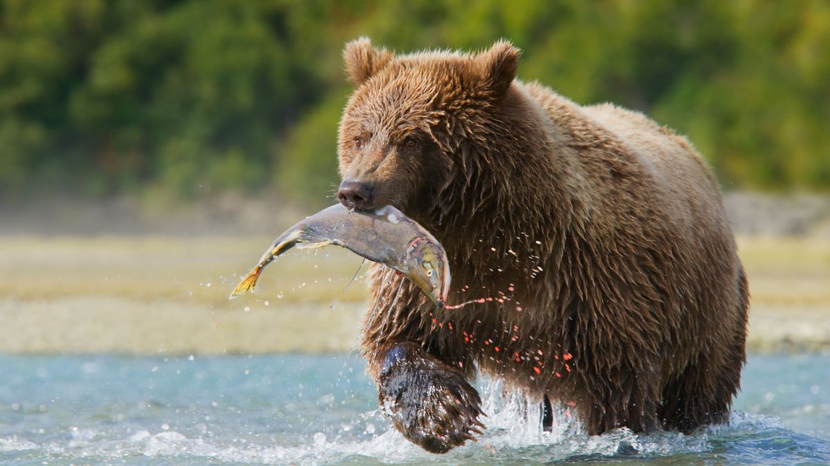 Brown bear with salmon