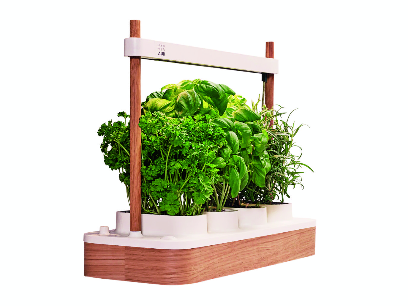 Self-watering indoor plant system