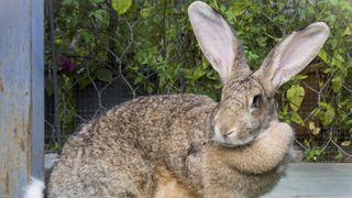 Flemish giant rabbit