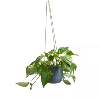 Golden Pothos Houseplant in Green Avalon Hanging Planter