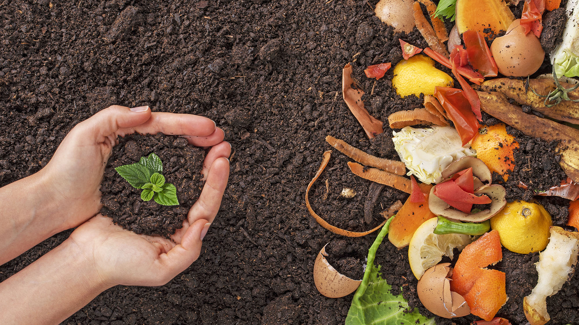 Hands holding a green young plant over soil covered with kitchen scraps