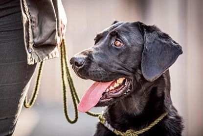 Paula Lester'sblack labrador, Nimrod. Butter wouldn't melt...
