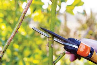 rose care tips: pruning roses