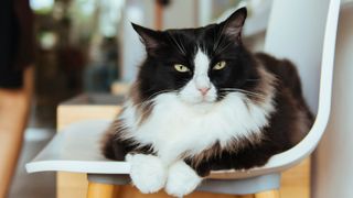 Tuxedo cat lying down