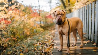 Dogue de Bordeaux in park in autumn