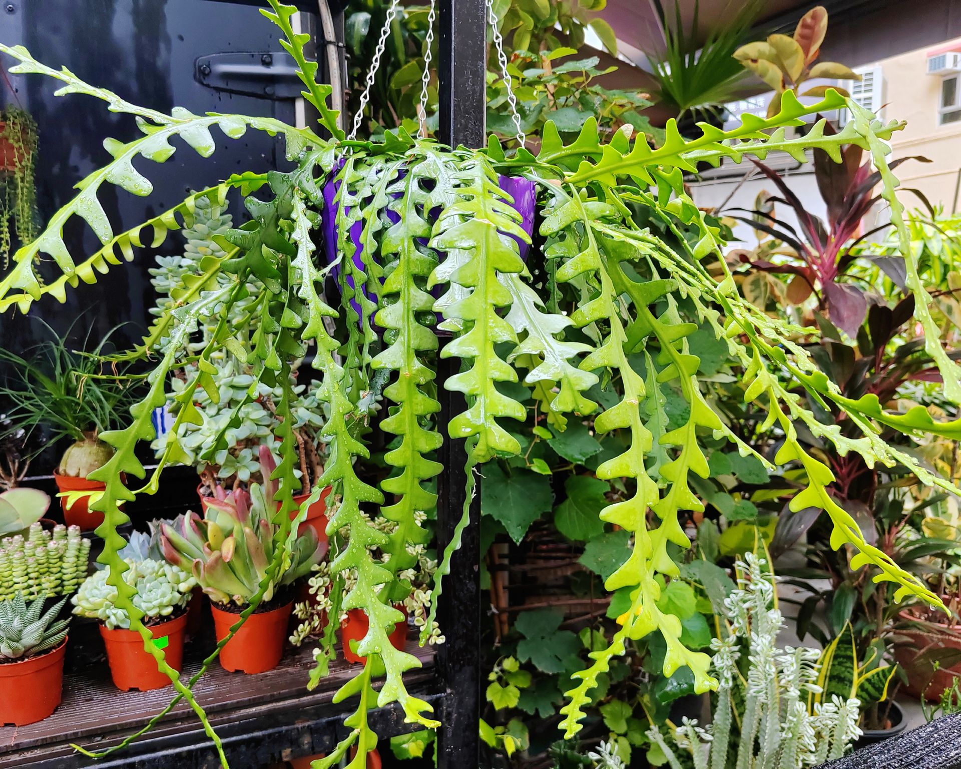 fishbone cactus hanging indoors