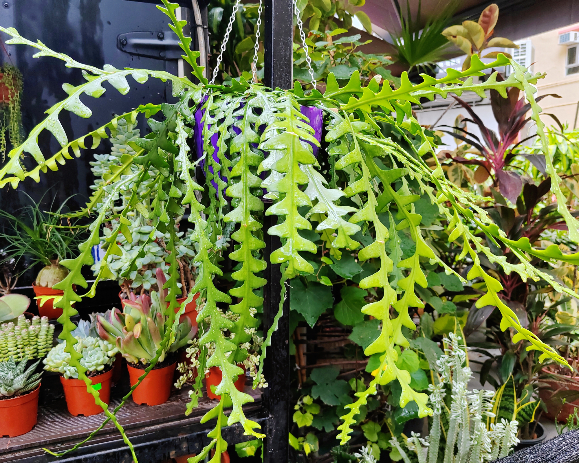 fishbone cactus hanging indoors