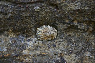 A California limpet.