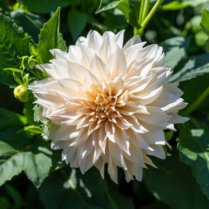 Dahlia 'Café au Lait' flower growing in garden