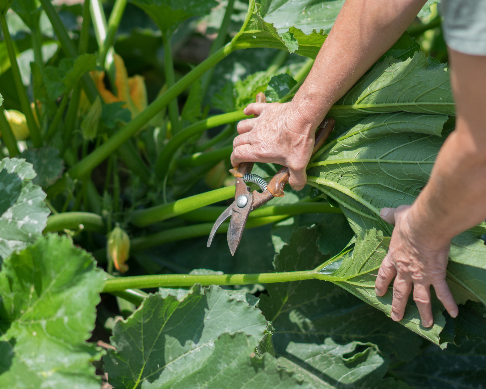 woman pruning zucchini plant