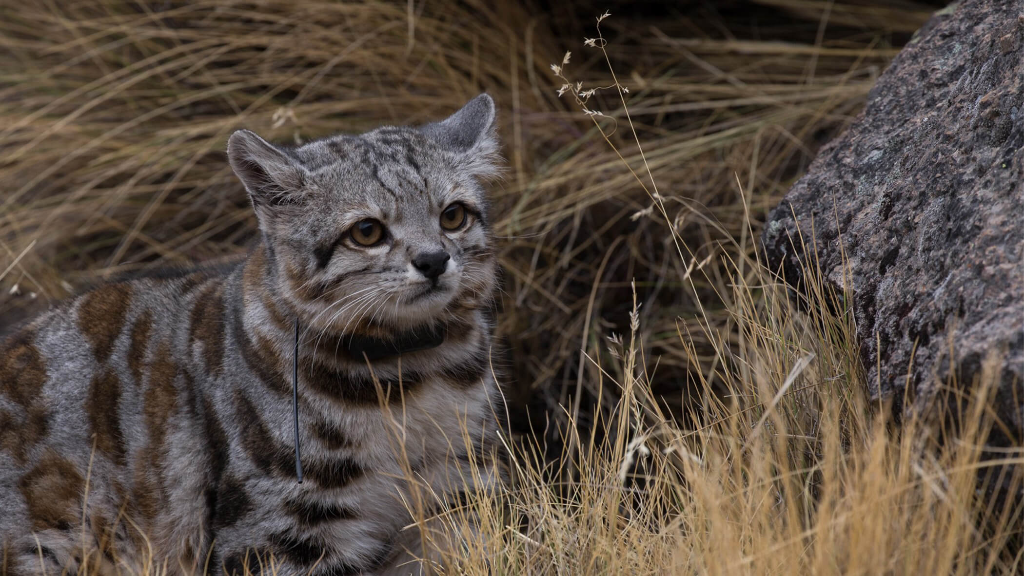Andean cat.