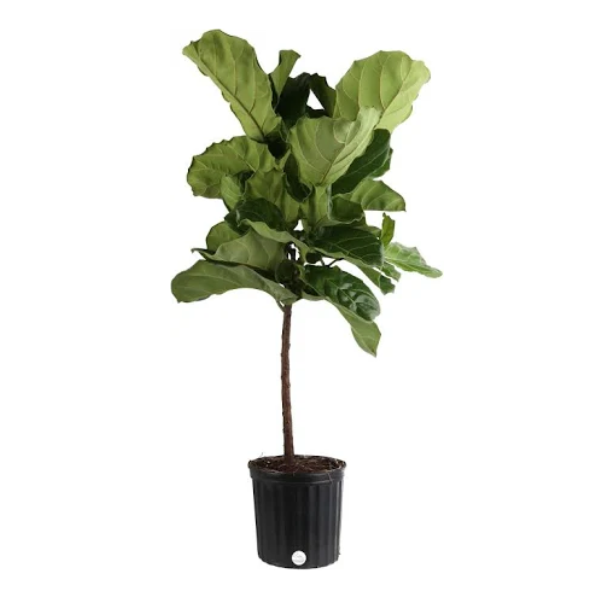 Fiddle leaf fig in a black pot