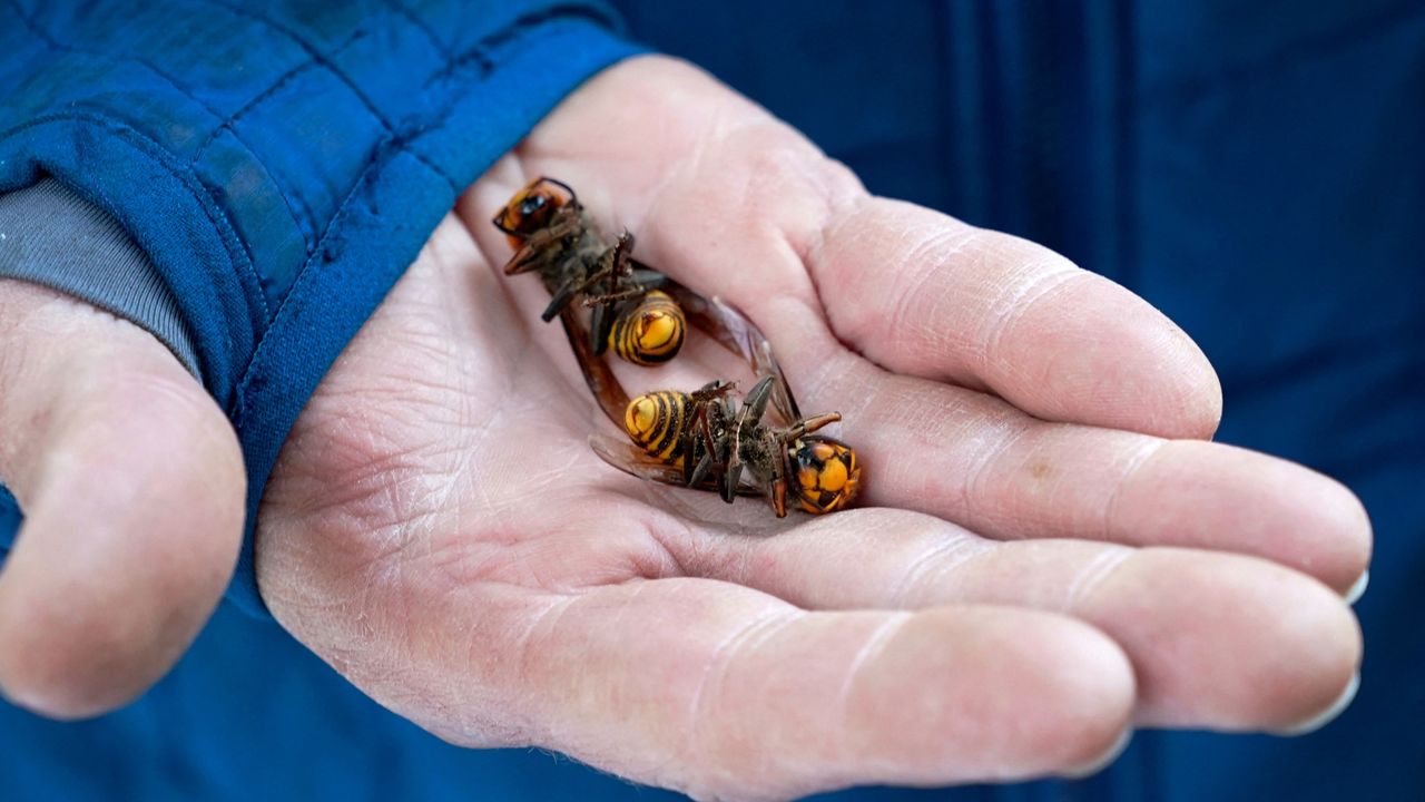 Washington State agriculture official holds two dead murder hornets