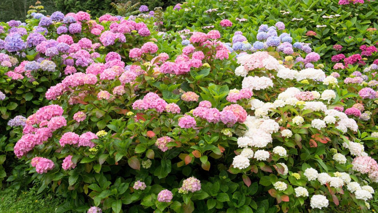 Hydrangea Shrub Border