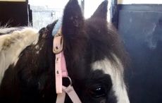 RSPCA-Madge-pony-2.jpg