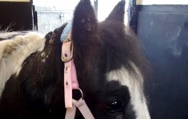 RSPCA-Madge-pony-2.jpg