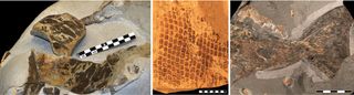 Skin from a 55-Myr-old leatherback turtle, scales from an 85-Myr-old mosasaur and tail fin of a 196–190-Myr-old ichthyosaur.