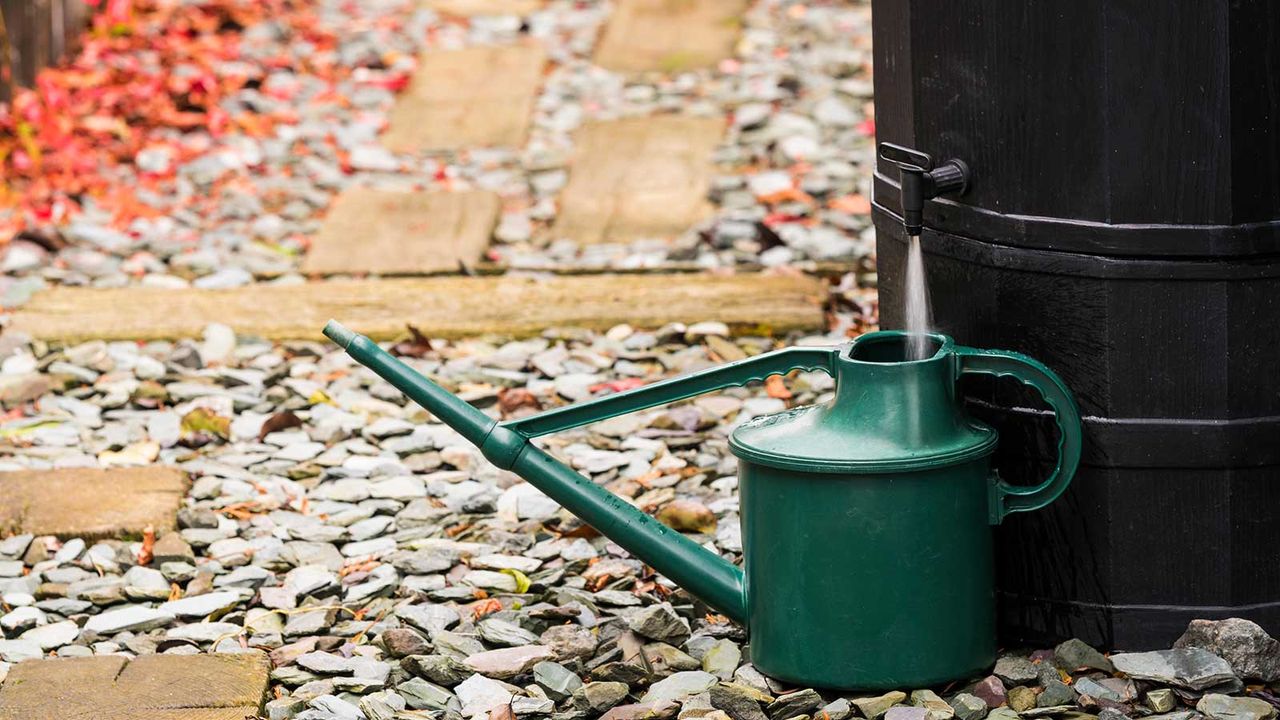 filling up watering can from a rain barrel