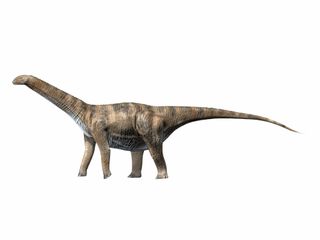 Cetiosaurus oxoniensis, dinosaur on white background.