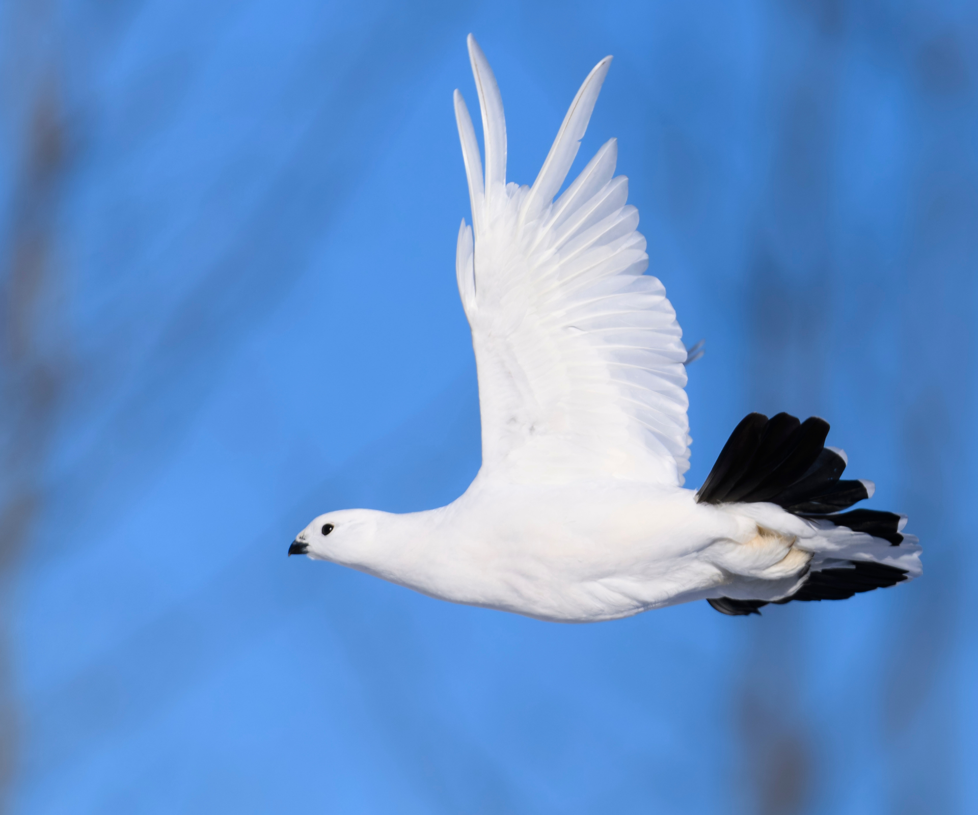 The state birds of the USA - Willow Ptarmigan