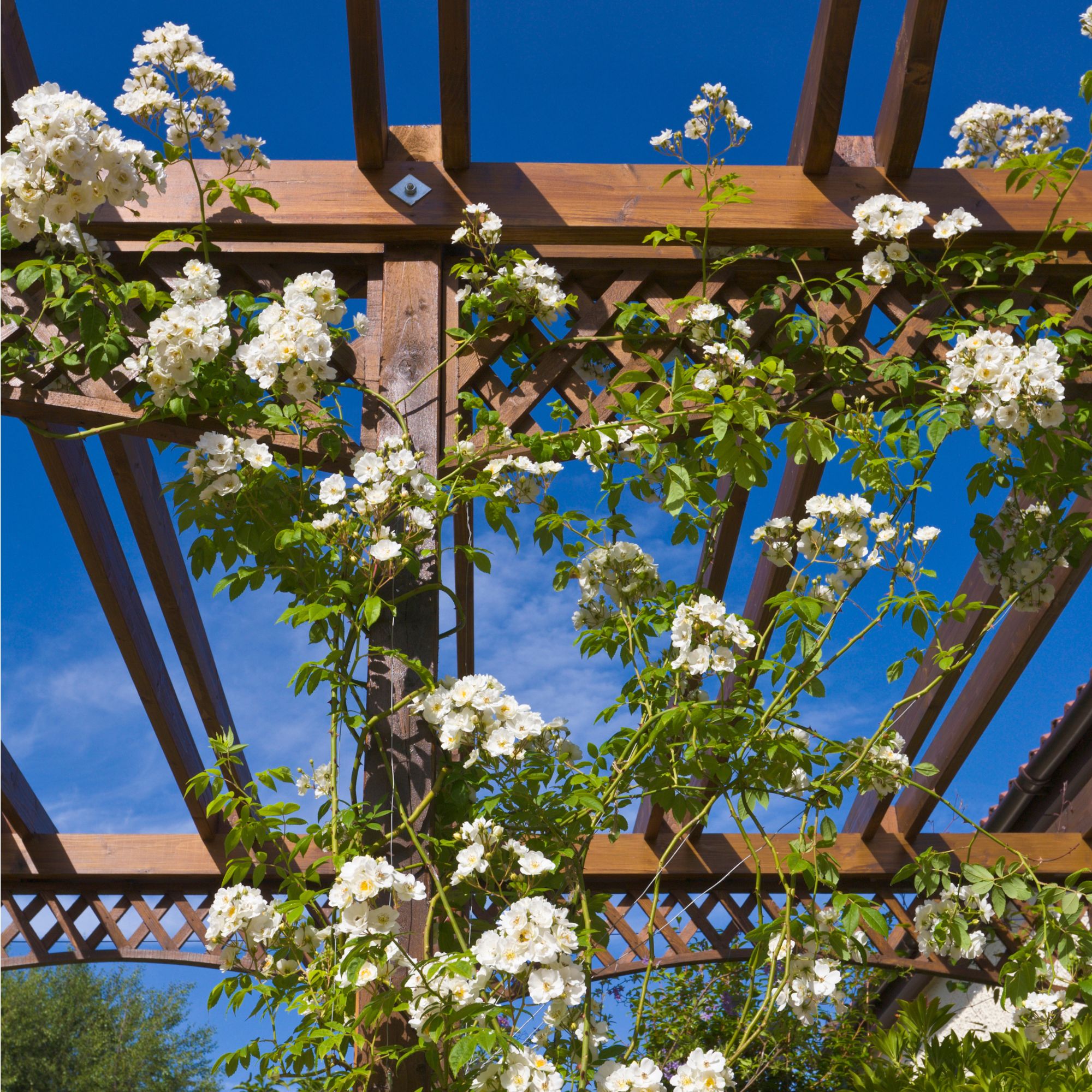 Rose 'Rambling Rector' growing on wooden pergola