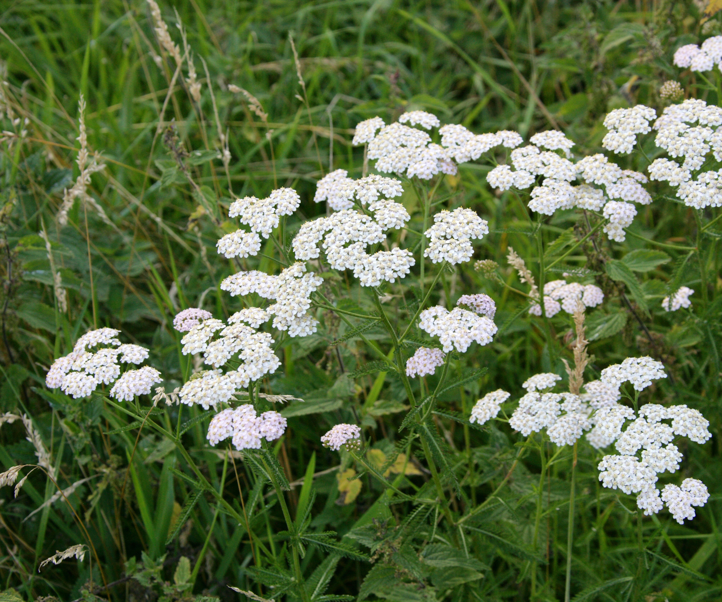 Yarrow