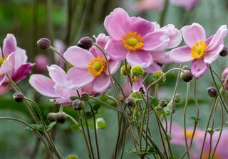 Japanese anemones in garden