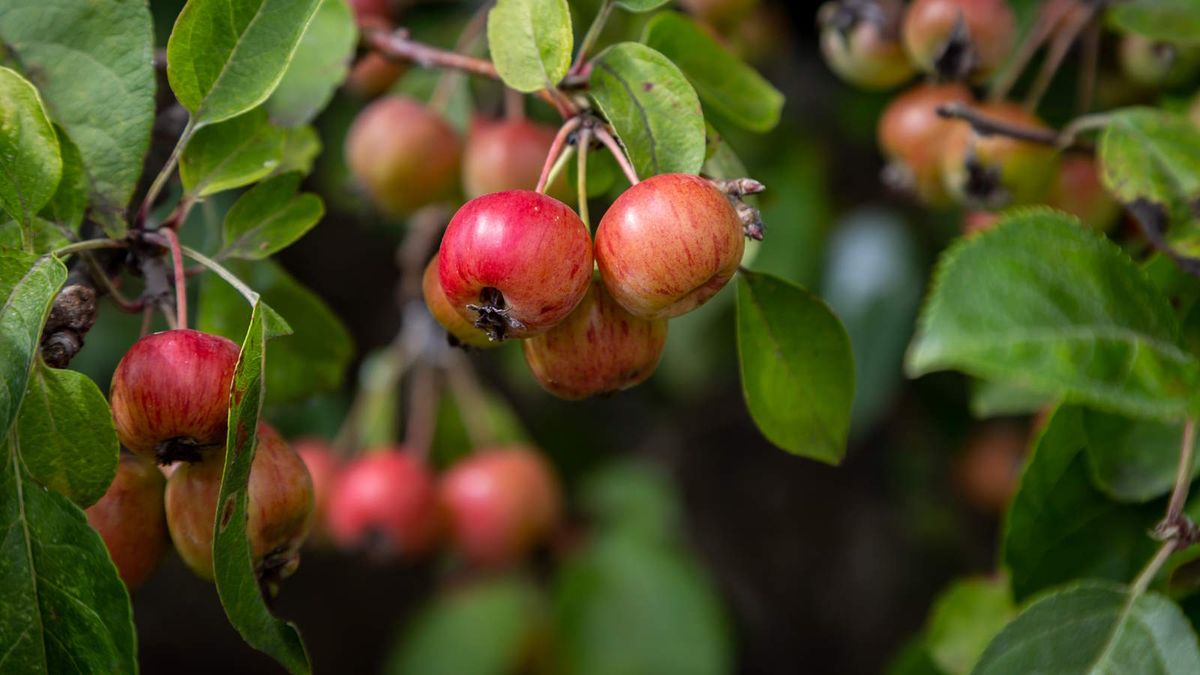 How to prune crabapple trees expert trimming tips Homes & Gardens