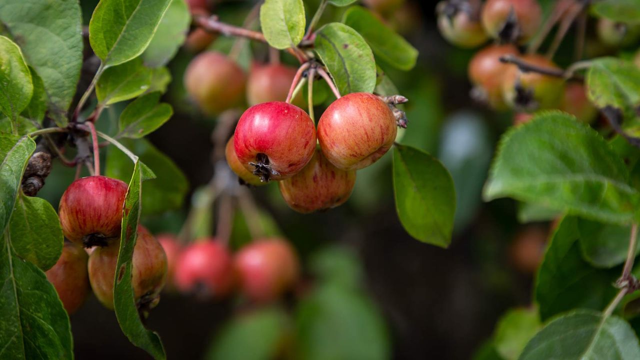 Red fruits of a crabapple tree in fall