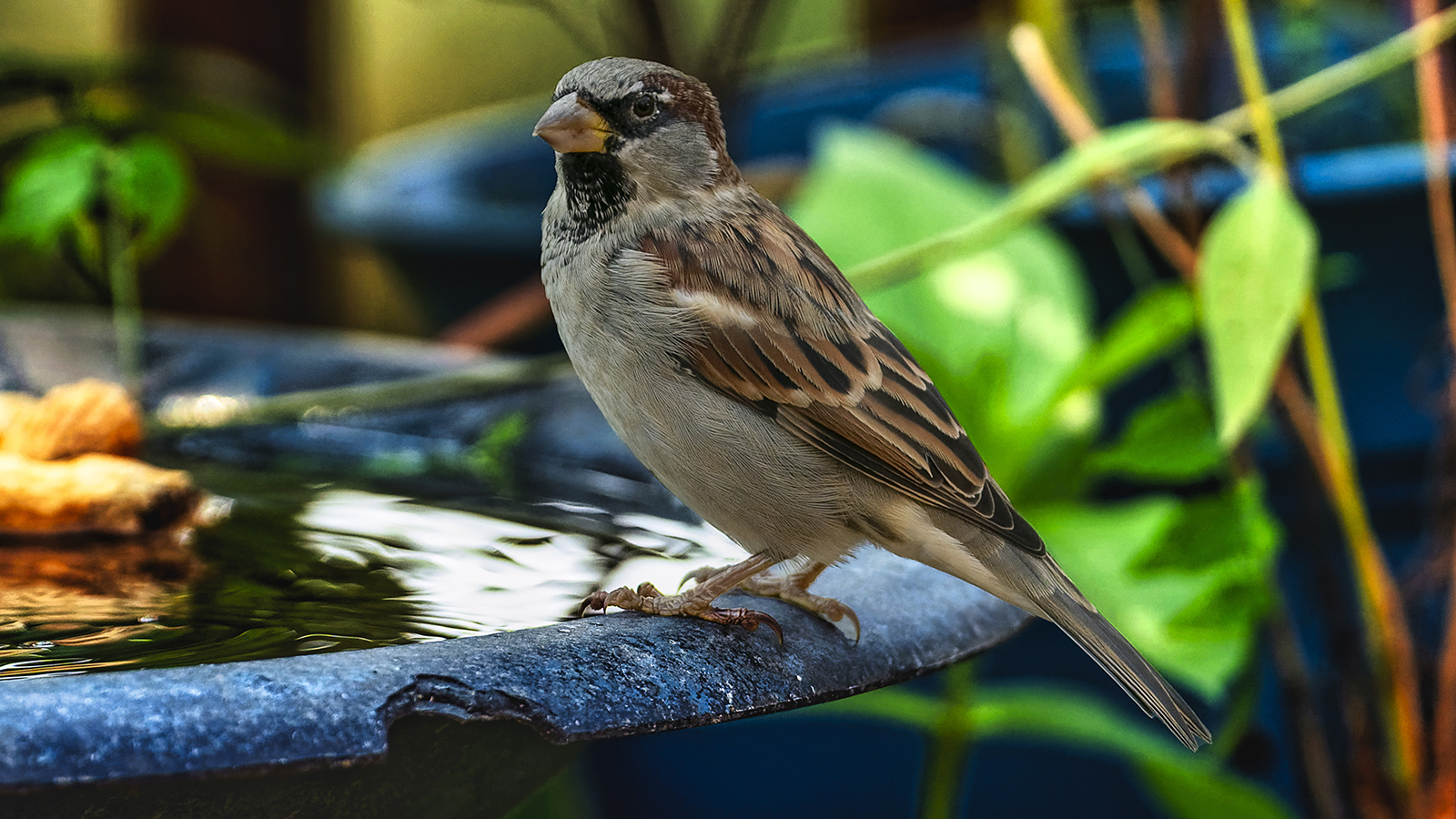 Common Sparrow on the edge of the bird bath