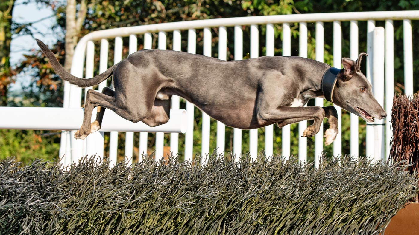 Tommy-does-some-schooling-18_418577611_681282561.jpg